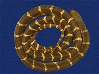 藏品(雨傘節)的圖片